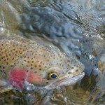 Auch eine schöne Regenbogenforelle nahm im klaren Wasser den Naturköder. Foto: F. Limmer