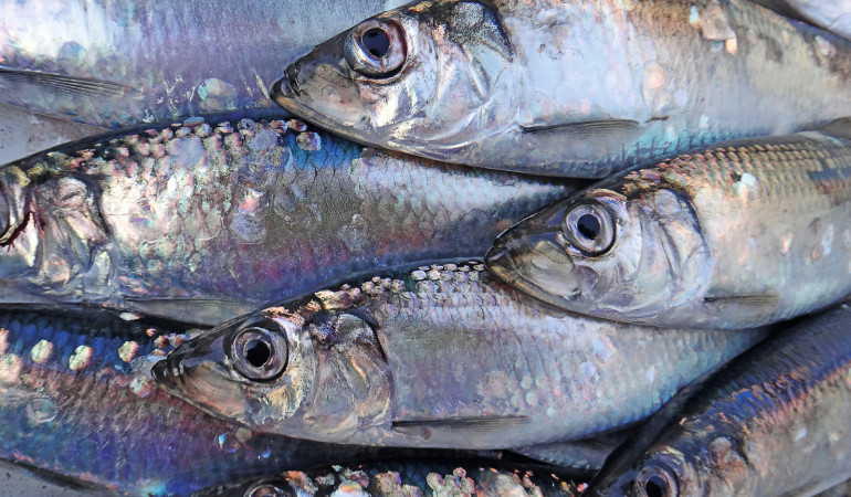 Der Hering zählt zu den bedeutendsten Speisefischen Deutschlands. Foto: Blinker / J. Radtke