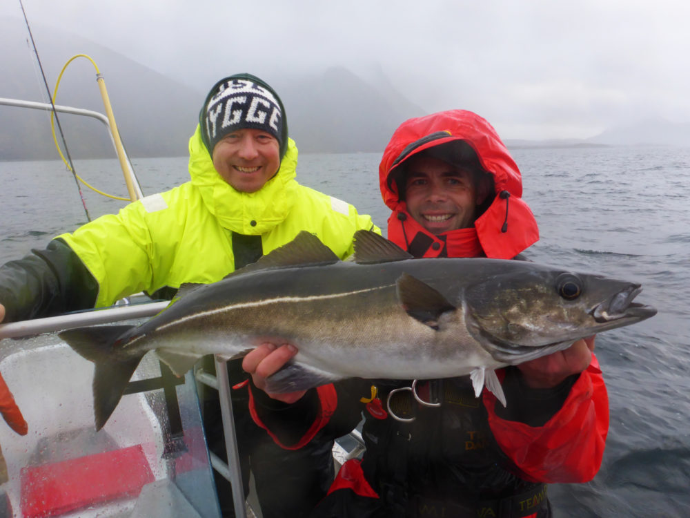 Selbst solche großen Seelachse kann man in der Küstenregion in Nord-Norwegen fangen. Klar, dass sich Guide Paul und Steve über diesen fetten Fang freuen.