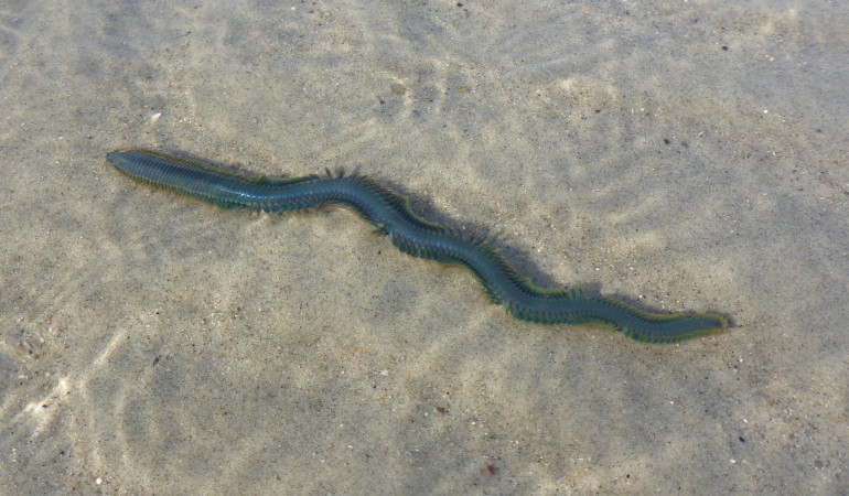 Ein schwärmender Seeringelwurm (Nereis diversicolor) im Flachwasser. Foto: J. Radtke