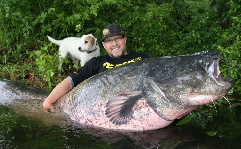 Was für ein Wels! Black-Cat-Teamangler Peter Merkel fing den Ausnahmefisch im Rhein. Foto: www.zebco-europe.com