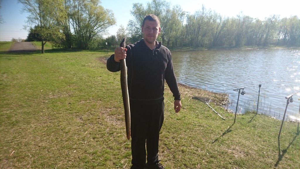 Trotz das sich der 85 Zentimeter große Aal zunächst in einem Hindernis festsetzte. konnte Stephan Dippacher den Fisch am Ende sicher landen. Foto: Stephan Dippacher