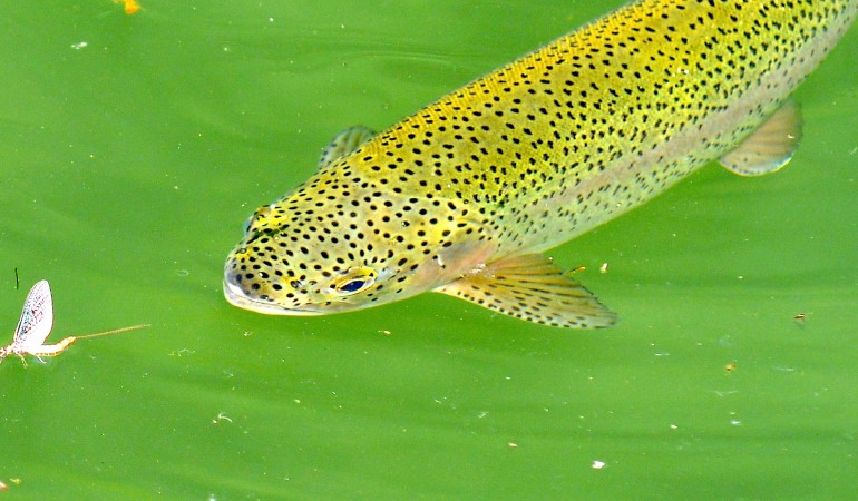 Eine Regenbogenforelle steigt zur Maifliege! Im Magazin FliegenFischen 3-16 verraten Profis, wie man in der Maifliegenzeit richtig fischt.