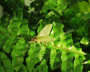 Diese Maifliege ist nicht echt, ein Fliegenbinder hat sie am Bindestock zum Leben erweckt. 