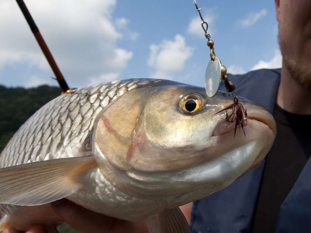 Wer im Fluss mit Spinner angelt, hat große Chancen, einen Döbel zu fangen.