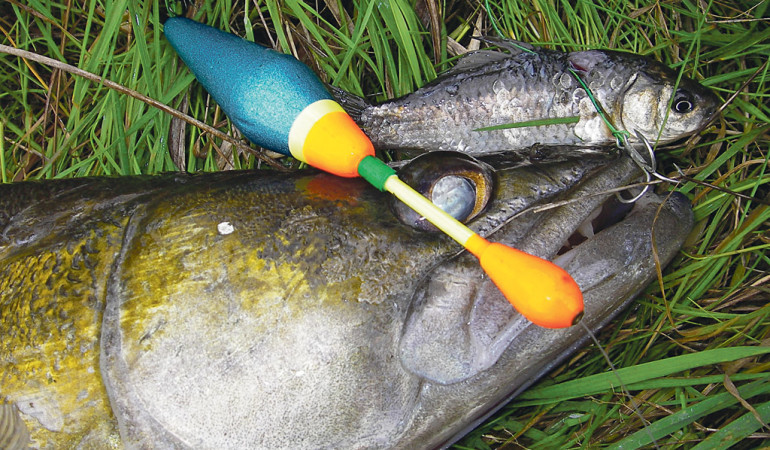 Zander lassen sich besonders an Tagen, wo sie sehr zickig sind, mit Köderfisch an der Pose fangen.