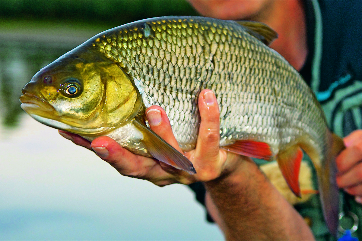 Der Aland, auch Orfe oder Nerfling genannt, ist ein karpfenverwandter Friedfisch. Er ist in fast ganz Europa heimisch.