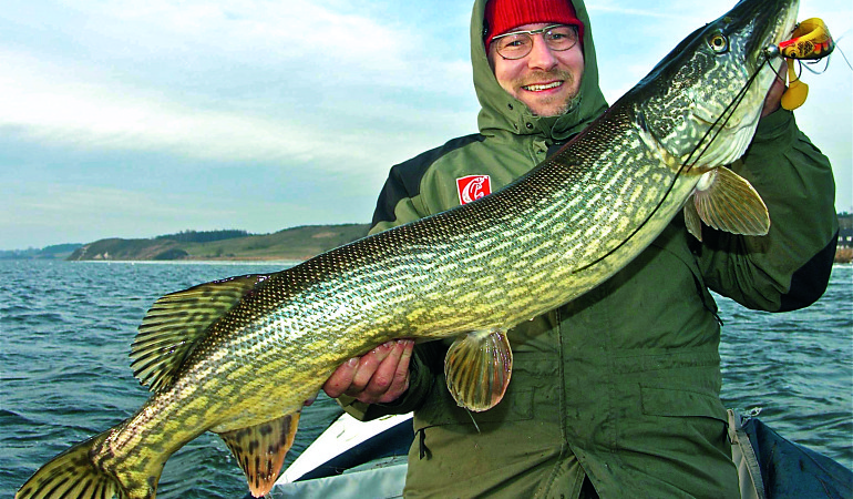 Beim Angeln in den Bodden muss man stets mit soclhen kapitalen Hechten rechnen. Dieser schlanke Fisch von 1,16 Meter biss in nur 1,6 Meter flachem Wasser auf einen großen Gummifisch. Foto: BLINKER