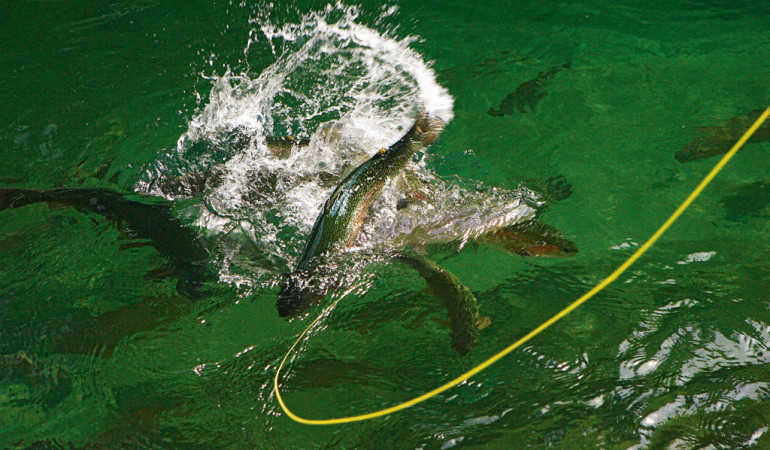 Forellenangeln an der Oberfläche ist spannungsgeladen und in der richtigen Jahreszeit auch sehr erfolgreich. Foto: BLINKER