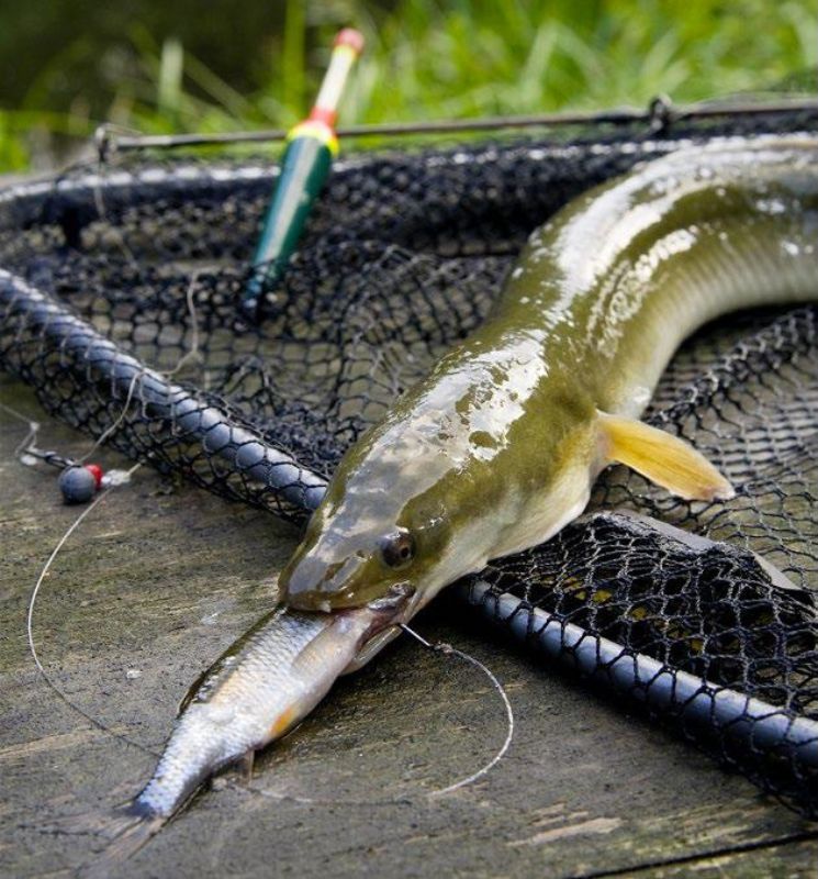 Aal mit Köderfisch im Maul