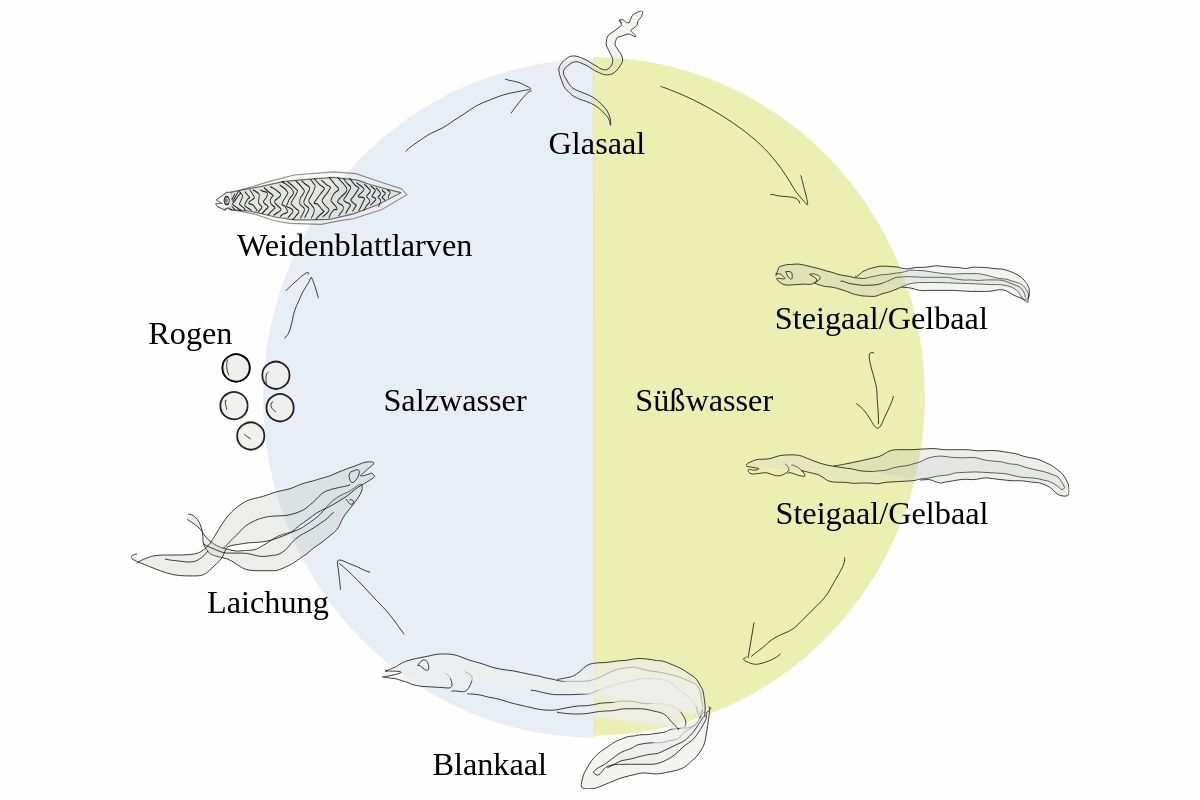 Schaubild Lebenszyklus Aal