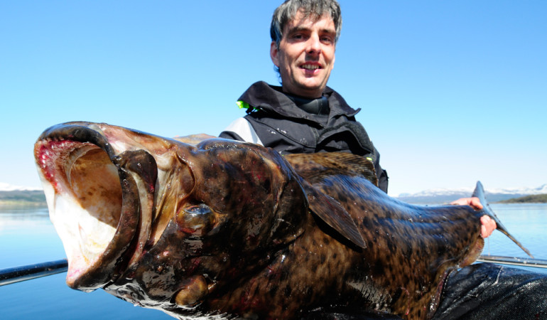 Heilbutt angeln: Solche platten Monster kann man vor Norwegen fangen. Dieser Koloss von 192 Pfund biss in nur fünf Metern Wassertiefe.