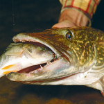 Köderfische sind bei Hechten ein Top-Köder, den man immer auf dem Zettel haben sollte. Foto: Blinker / O. Portrat