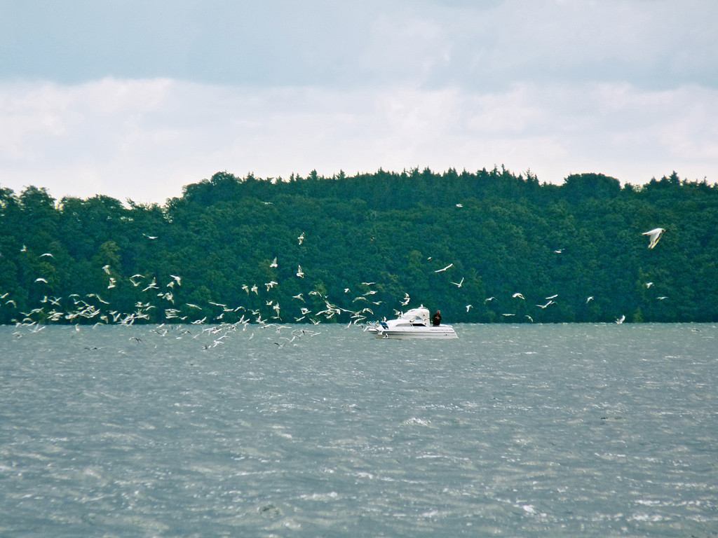 Angeln im Schweriner See Möven Barsche