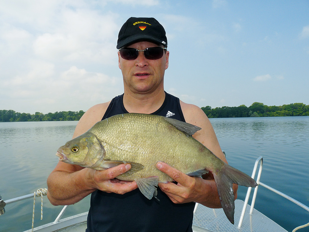 Angeln im Schweriner See Brassen