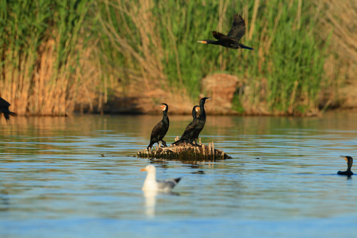 Der Kormoran hat sich gut am Bodensee ausgebreitet. Rund 3.000 Brutpaare seien am größten deutschen See anzutreffen. Foto: O. Portrat