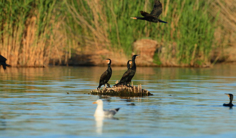 Der Kormoran hat sich gut am Bodensee ausgebreitet. Rund 3.000 Brutpaare seien am größten deutschen See anzutreffen. Foto: O. Portrat