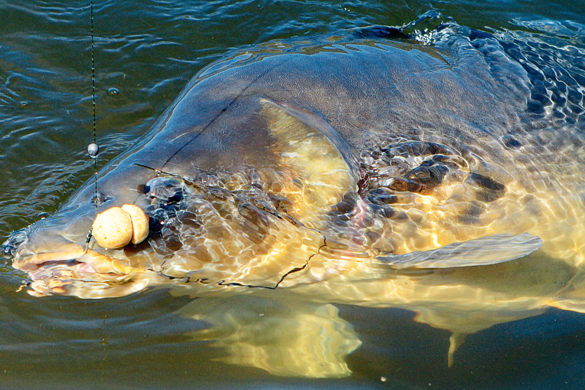 Karpfenangeln Spiegelkarpfen