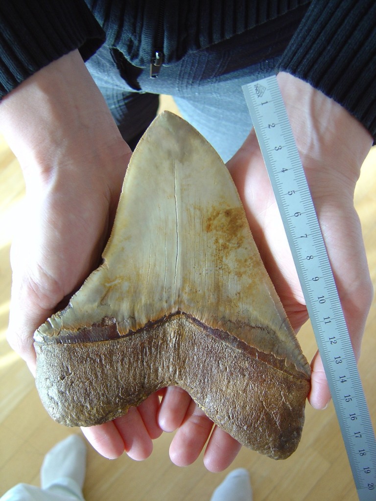 Megalodon Größe: Ein fossiler Zahn eines Megalodons im Größenvergleich mit einem Zollstock. Der Zahn misst knapp 18 Zentimeter.