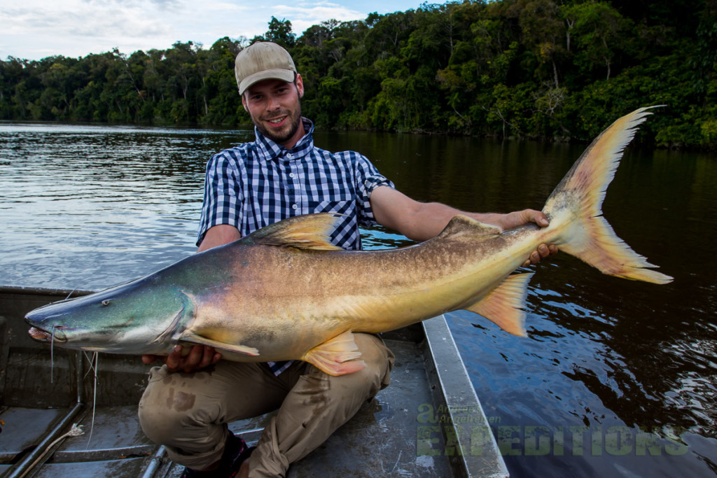 Die Färbung des Dourada Catfish sieht schon sehr beeindruckend aus. 