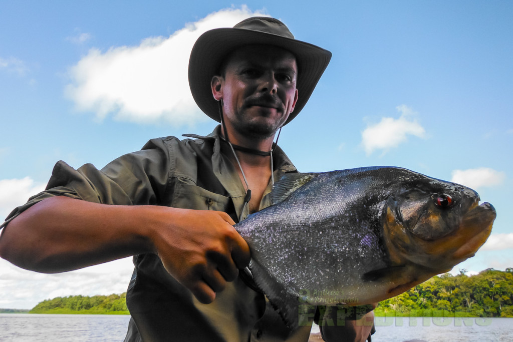 Piranhas geben nicht nur als köder eine gute figuar ab, sondern auch beim Fangen selbst. Die Räuber mit ihren scharfen Zähnen und den blutroten Augen sorgen an der Rute für ordentlich Krawall.