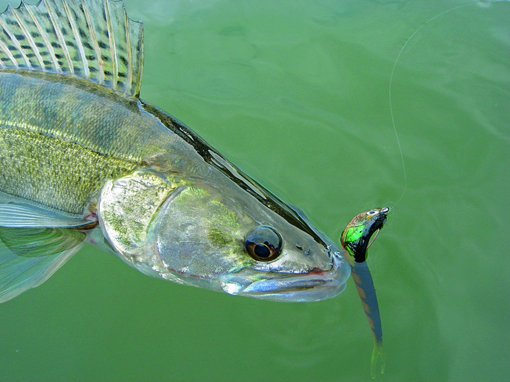 Drop Shot auf Zander ist nicht nur vom Boot effektive, sondern auch vom Ufer.