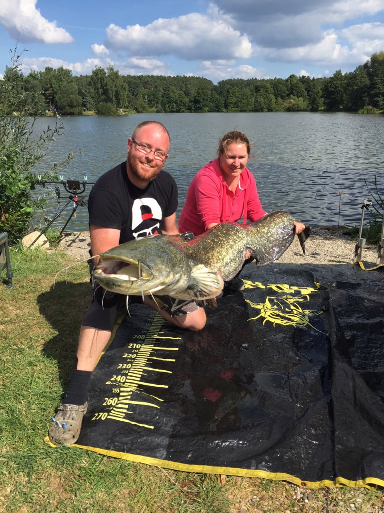 Solche kapitalen Welse schwimmen im Schnackensee.