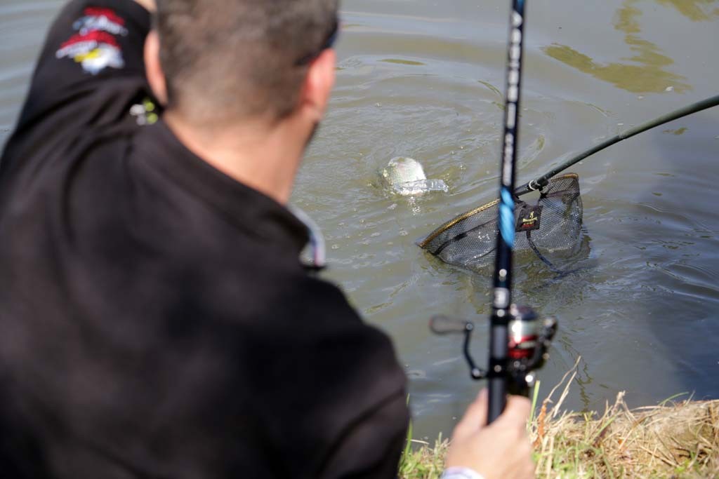 Auch Forellen zeigen sich vor den Zuschauern auf der Fishing Masters Show von ihrer besten Seite.