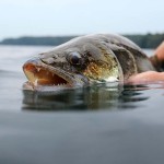 Schöner Zander halb im Wasser