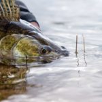 Wie viele Fische sterben nach dem Zurücksetzen, wie viele überleben? Professor Dr. ­Robert Arlinghaus zeigt, dass dies beim Catch and Release vor allem von der Fischart und den ­Fang­umständen abhängt. Foto: Fotolia