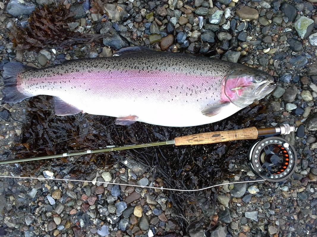 Regenbogenforellen In Der Ostsee 80 000 Fische Entkommen