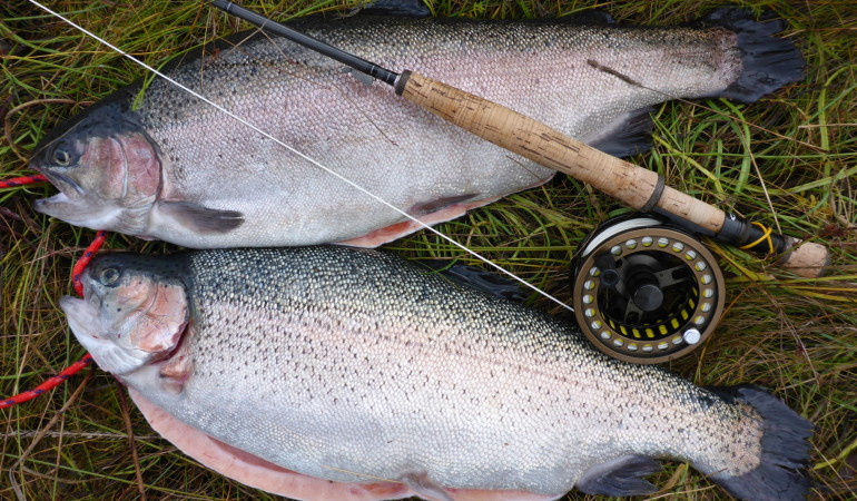 Fetter erfolg beim Fliegenfischen in der Ostsee auf Regenbogenforellen.