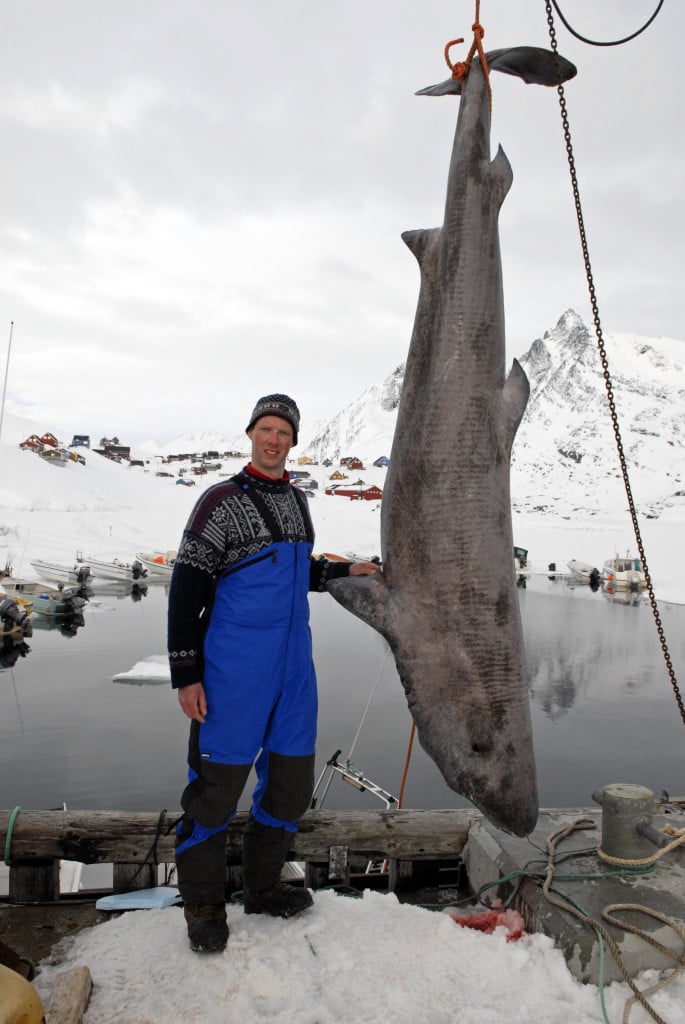 Was am Dorfteich begann, nahm ein dickes Ende: 251 Kilo wog der Eishai, den Kai Rohde in Grönland fing. Foto: K. Rohde