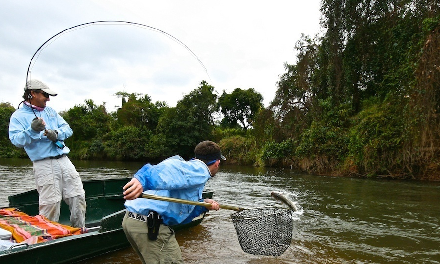 Fliegenfischen Auf Tigerfish Das Flussmonster Aus Afrika