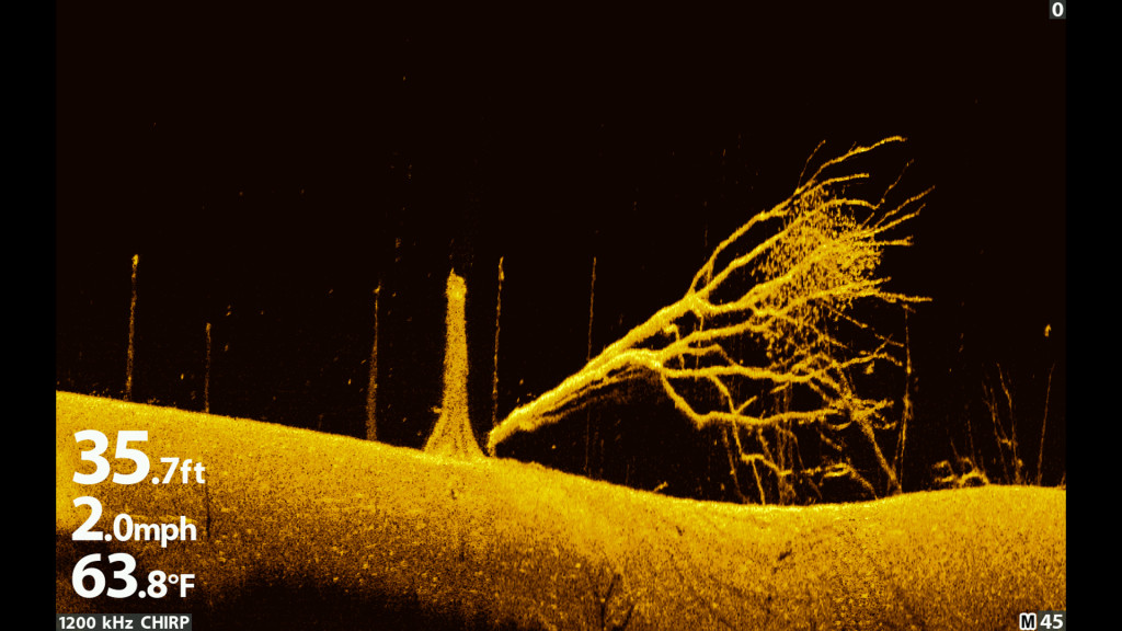 Auch Mega Imaging: ein abgebrochener Baum mit einem Schwarm Kleinfische zwischen seinen Zweigen! 