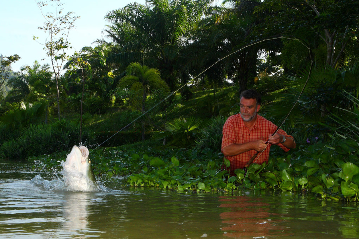 Angeln in Thailand: Arapaimas gehören zu den größten Süßwasserfischen der Welt. Sie können über zwei Meter lang werden und entwickeln eine enorme Kampfkraft, die einen Drill mehrere Stunden dauern lassen können. Foto: O. Portrat