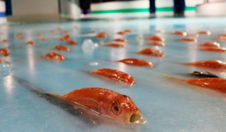 5000 Fische wurden in Japan in eine Eislaufbahn eingefroren.