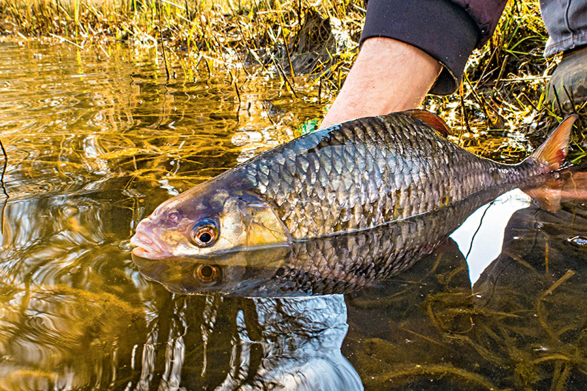 Das Saarland plant ein Gesetz zu verabschieden, welches sich strickt gegen Catch und Release widmet.