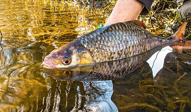 Das Saarland plant ein Gesetz zu verabschieden, welches sich strickt gegen Catch und Release widmet.