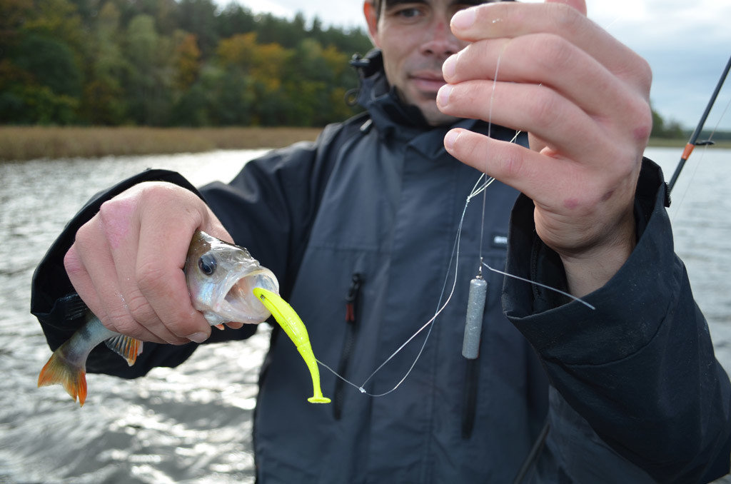 Beim Barschangeln im Labussee sind Fangzahlen im zweitstelligen Bereich mit einer Dropshot-Montage keine Seltenheit. Foto: S. Kaufmann