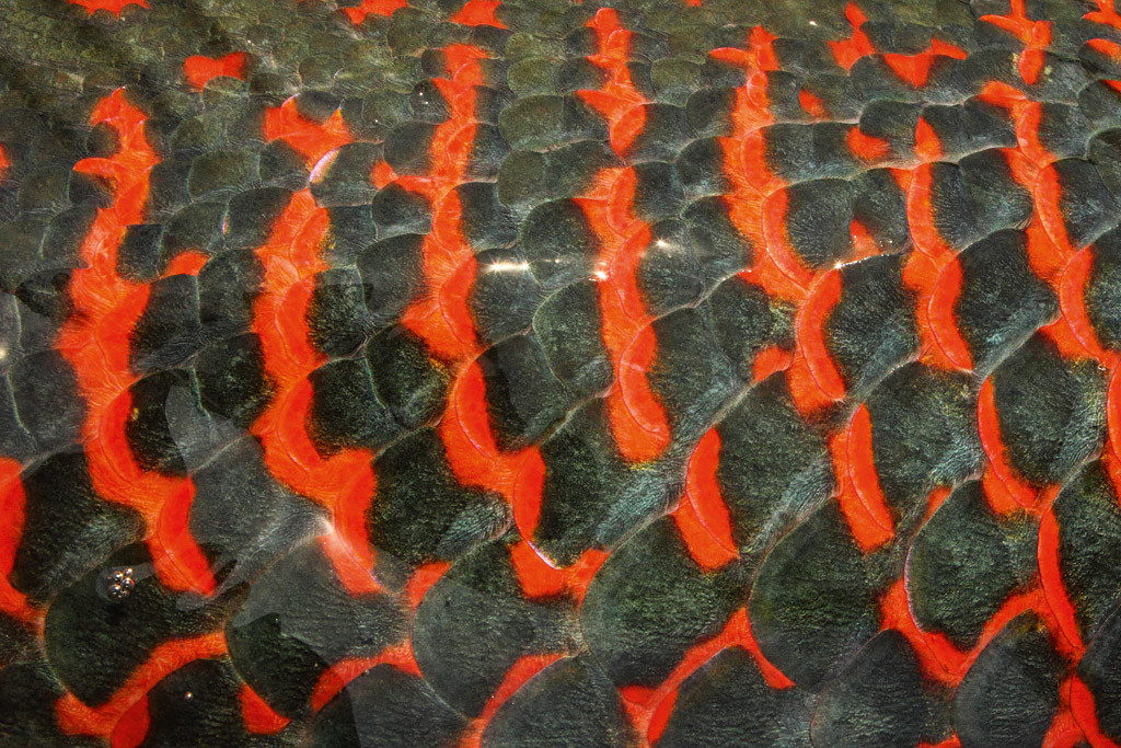 Die roten Schuppenränder bescherten den Arapaima, Roter Fisch seinen Namen. 