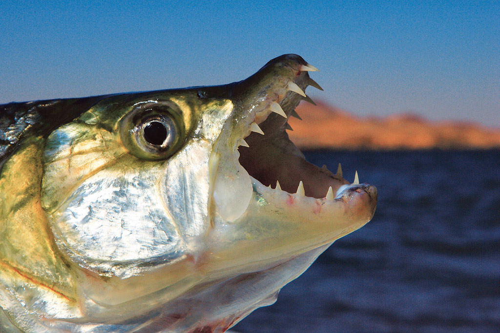 Fliegenfischen Auf Tigerfish Das Flussmonster Aus Afrika