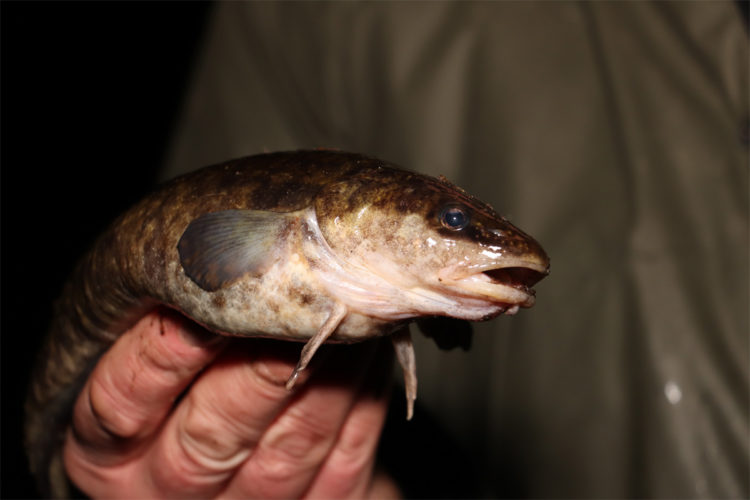 Die besten Aussichten auf Quappen hat man in Flüssen, obwohl sie auch in einigen tiefen Seen vorkommen. Allerdings wissen viele Angler gar nicht, dass diese mit dem Dorsch verwandte Fischart in „ihren“ Gewässern vorkommt. Foto: F. Pippardt