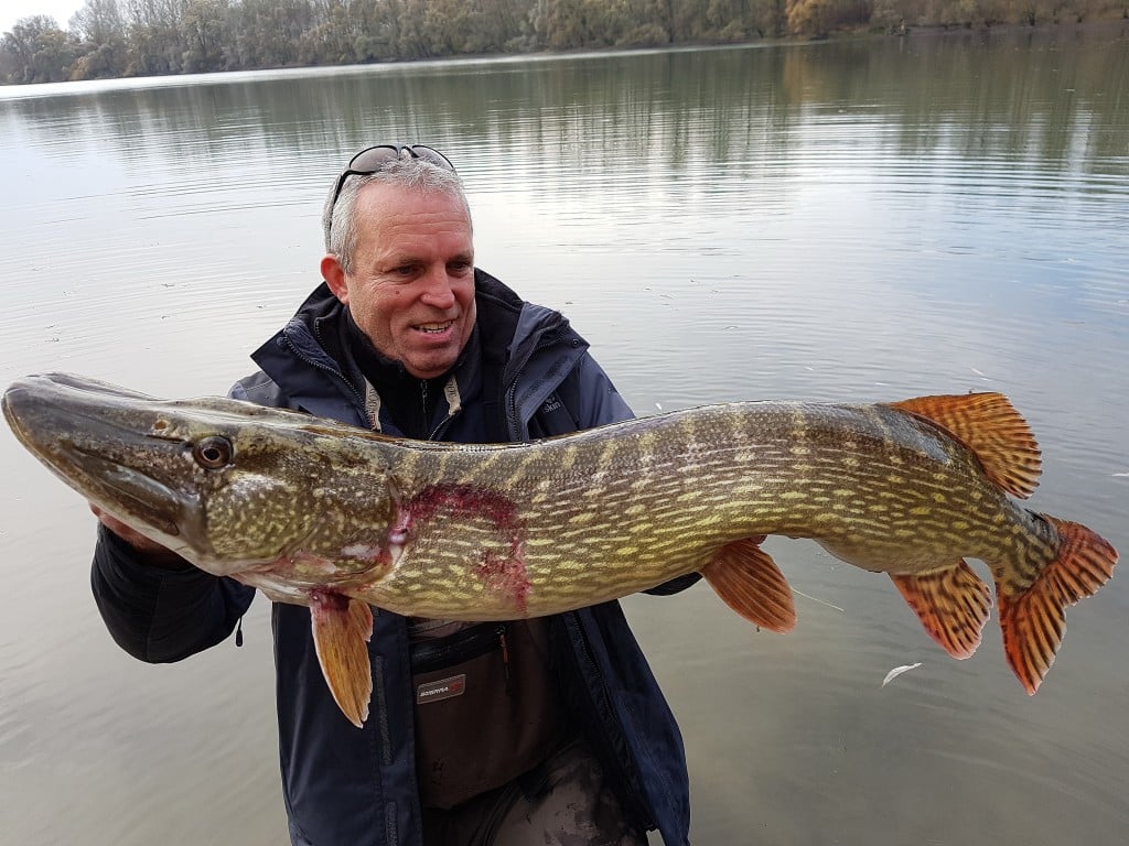 Hechte im Fressrausch: Bernhard Fietzek mit einem Hecht von 111 Zentimeter Länge. Trotz des Wallerbisses war der Esox topfit. Foto: B. Fietzek