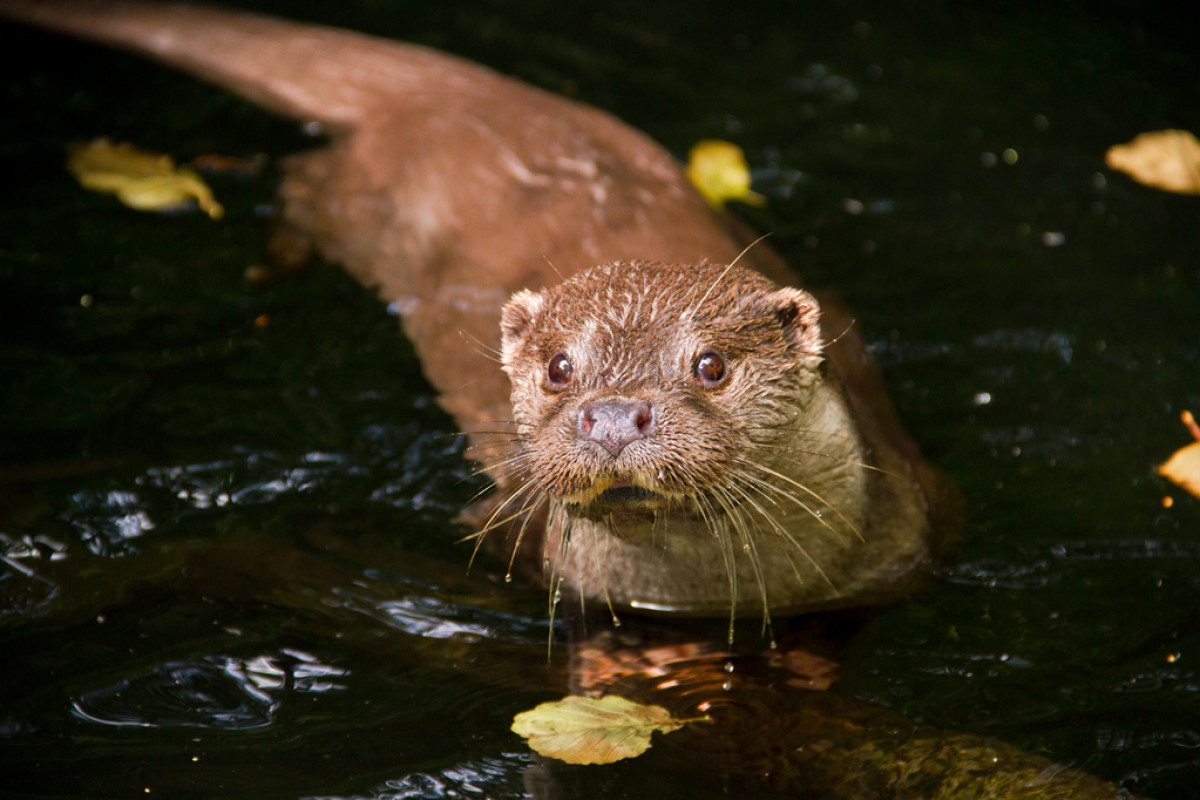 Fischotter in Niedersachsen: Fischotter werden mehr und mehr in Niedersachsen heimisch.