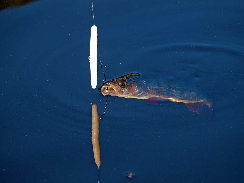 Charakteristisch: Häufig schieben die Fische im Drill den Wormstick hoch auf das Vorfach. Foto: A. Pawlitzki