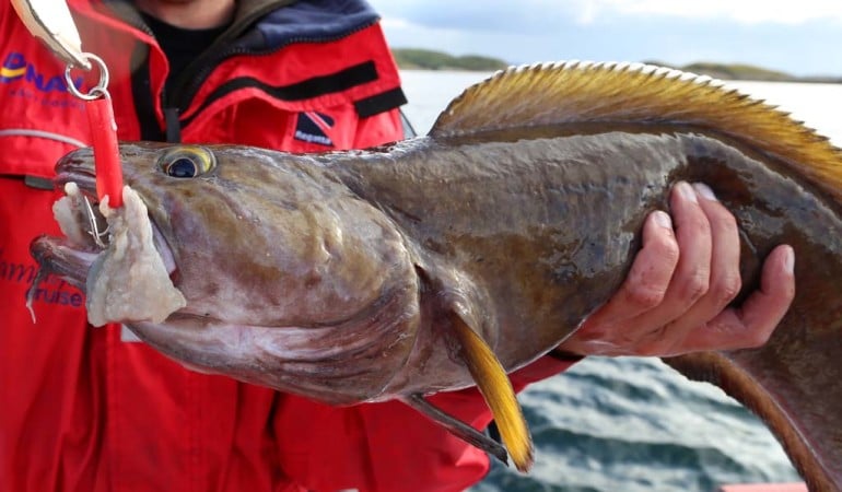 Wer seinen Pilker mit Fischfetzen garniert, erhöht die Chance auf den Fang von Lump und Leng. Foto: D. Figge