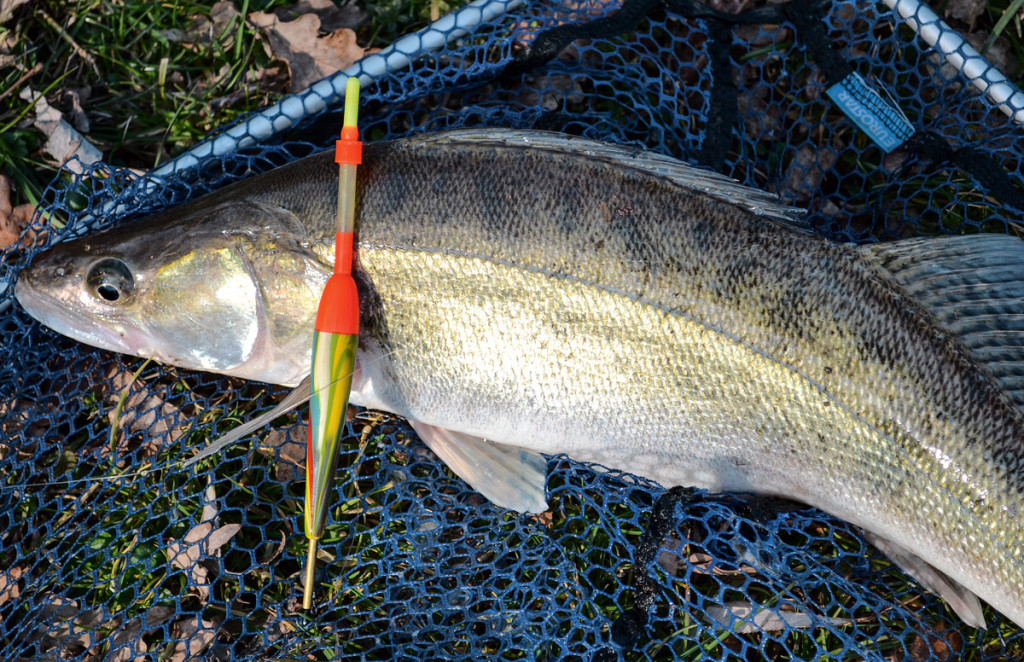 Zander beißen zwar auch auf Gummifische, einheimische Angler setzen zum Fang der Stachelritter aber gerne auf einen Köderfisch an der Posenmontage. Foto: BLINKER/D. Schröder