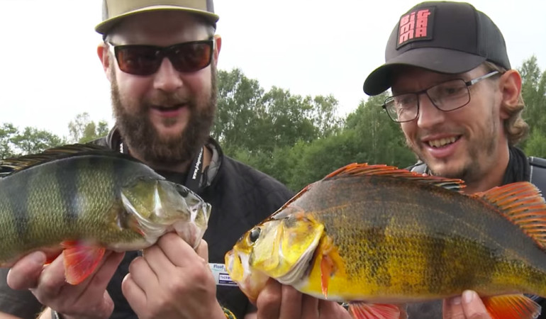 Knaller-Auftakt bei der Perch Pro 2017: Dieser kapitale und äußert beeindruckende Fisch wurde am ersten Tag von den Profis gefangen. Screenshot: kanalgratis.se