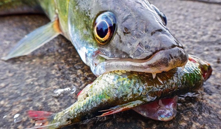 Zanderangeln mit Köderfisch ist einer der effektivsten Methoden, um die scheuen Räuber an den Haken zu bekommen. Foto: AngelWoche